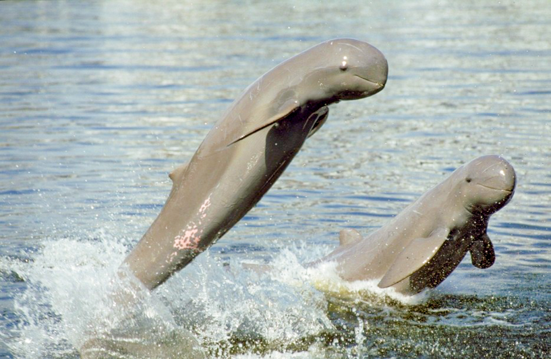 attraction-Fresh Water Dolphin 2.jpg